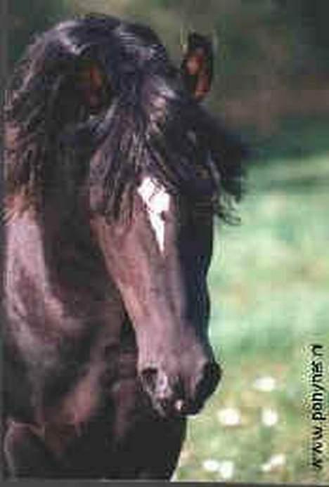 New Forest Kikkenberg's Rikki *SOLGT - Det er så Rikki´s far som hedder Parks Tambour billede 7