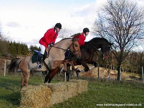 Anden særlig race *HIMMELHEST* elevhest Laban! - Laban og min far til hubertusjagt, min far var ræv sammen maja :P billede 5