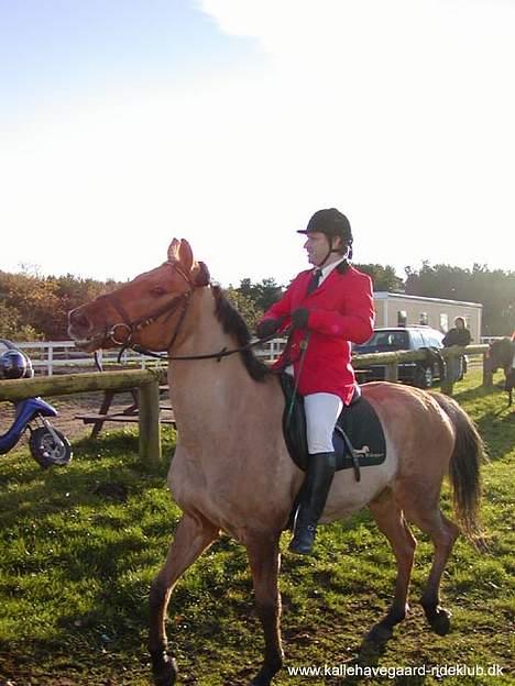 Anden særlig race *HIMMELHEST* elevhest Laban! - laban elsker og komme i skoven. laban og min far billede 6