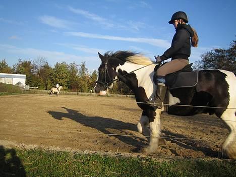 Irish Cob Silas :b  - :D billede 7