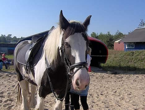 Irish Cob Silas :b  - Modelen det er mig , billede 8