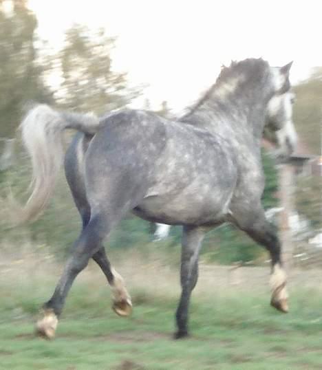 Welsh Mountain (sec A) Meadows Gucci (hingst) billede 3