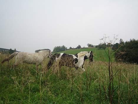 Irish Cob Silas :b  - Jaaaah !! det sjovt billede 9