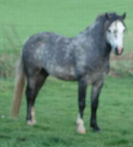 Welsh Mountain (sec A) Meadows Gucci (hingst) - Hold da op han står stille og slapper af... billede 4