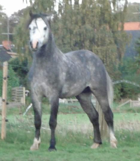 Welsh Mountain (sec A) Meadows Gucci (hingst) - Sådan ser han ud når han holder øje med damerne på den anden side af hegnet. billede 5