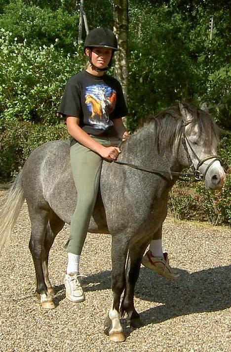 Welsh Mountain (sec A) Meadows Gucci (hingst) - Ja hun har lidt lange ben billede 6