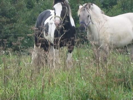Irish Cob Silas :b  - Er vi iik smukke, den hvide hest der er min legekamerat og hedder filur , billede 12