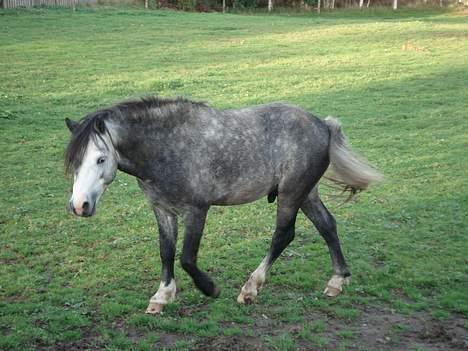 Welsh Mountain (sec A) Meadows Gucci (hingst) - Afslappet - for en gang skyld - det er ellers ikke så tit - man er jo hingst. billede 7