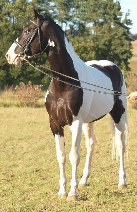 Pinto Marott's Bugatti - Fra kåringen i 2006 billede 11