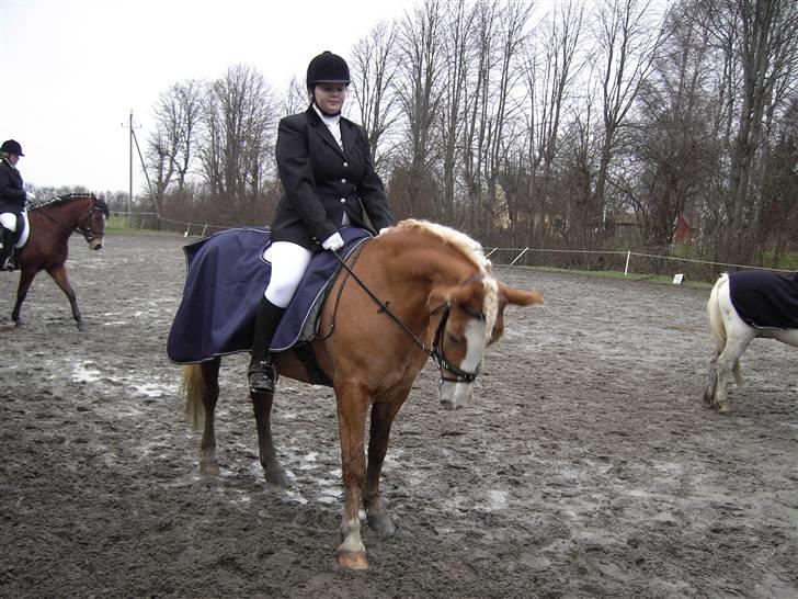 Haflinger Eliza R.I.P - du savnet ! - Opvarmning Inden Stævne på sgr !  billede 1