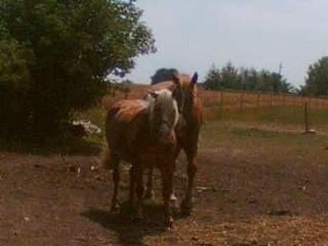 Haflinger Eliza R.I.P - du savnet ! - Eliza og hendes gamle kæreste.. Den Første Hest der har kommet Så Godt ud a det med Eliza ..  billede 2