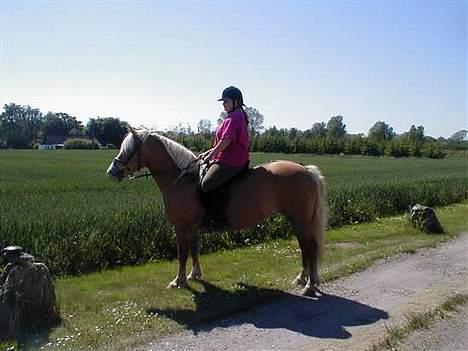 Haflinger Eliza R.I.P - du savnet ! - Et Lille besøg Hos Moster Gitte .. :)  billede 3