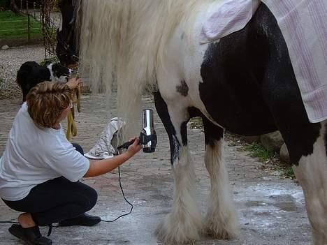 Tinker Lord Wallentin  * DØD * - Med kartoffelmel og føntørring skal Walle nok blive flot billede 18