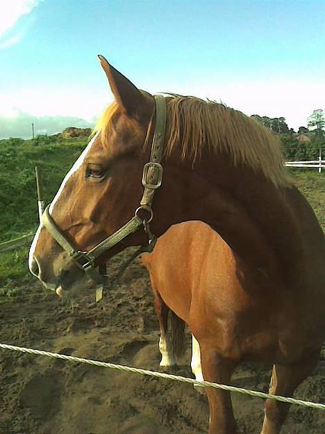 Frederiksborg Lise - DØD d. 27 april 07 - Er hun ikke bare guddommelig?? billede 1