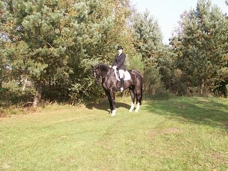 Dansk Varmblod Golden Star billede 4