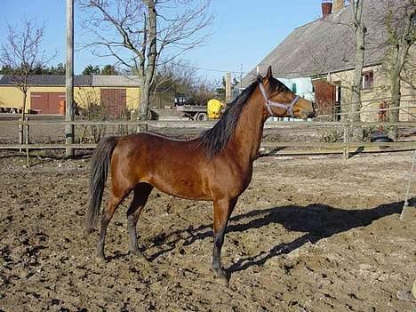 Arabisk fuldblod (OX) Bopart  - Bopart på folden, hos hans gamle ejer. billede 2