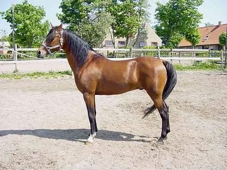 Arabisk fuldblod (OX) Bopart  - Bopart på folden, hos hans gamle ejer. billede 3