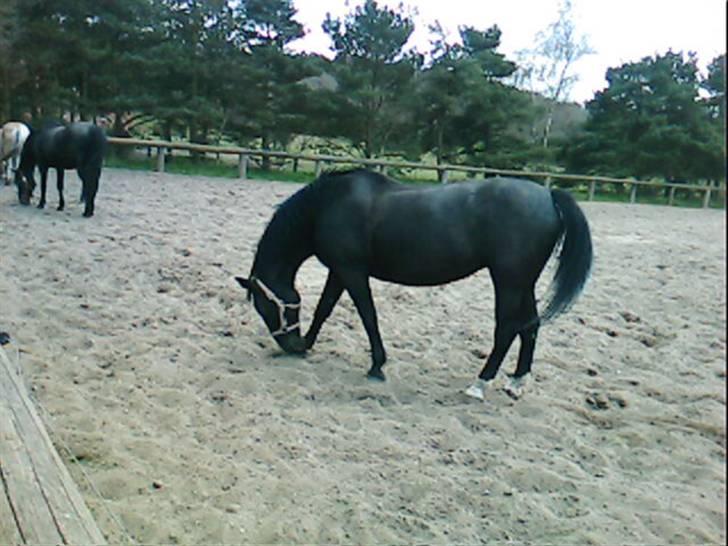 Oldenborg Bertha - <3 billede 8