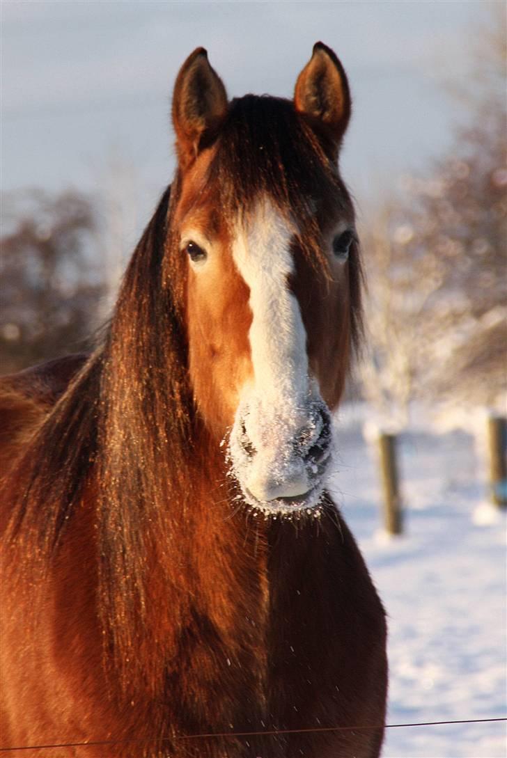 Anden særlig race Wariant<3 My Pride! Himmelhest - 15 * Foto Katja December 2009.. The Gorgeous one! <3 billede 6