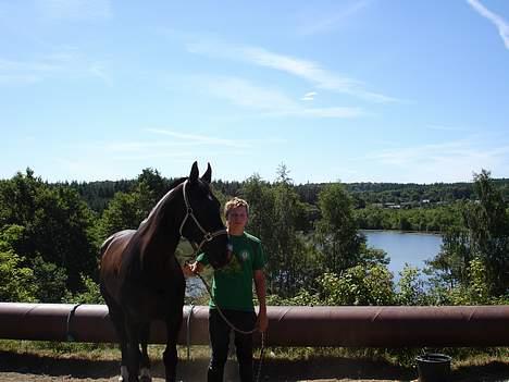 Dansk Varmblod Moonlight - på østerlund ridelejr billede 1