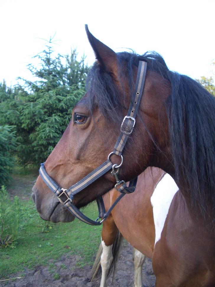 Pinto Wakan. billede 14