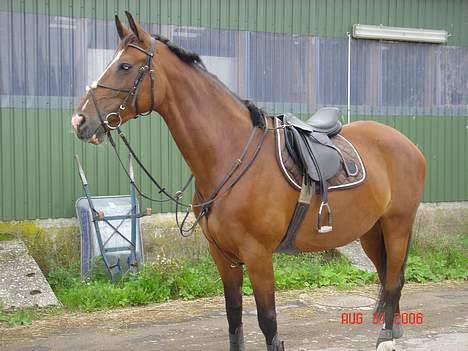 Dansk Varmblod Diametra Lysegård - SOLGT - Klar til at springe (; billede 9