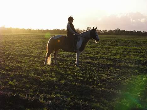 Pinto sara billede 8