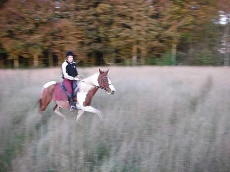 Pinto sara billede 9