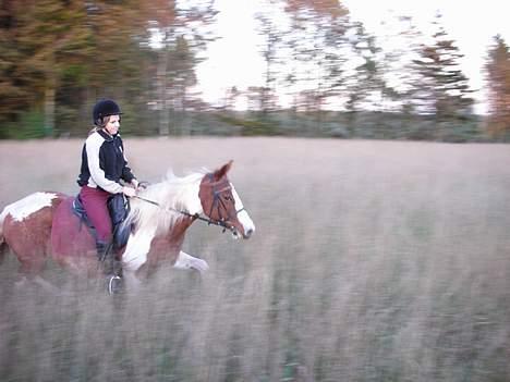 Pinto sara billede 10