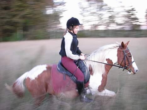 Pinto sara billede 11