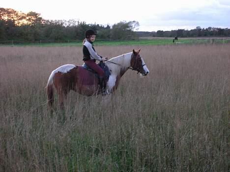 Pinto sara billede 12