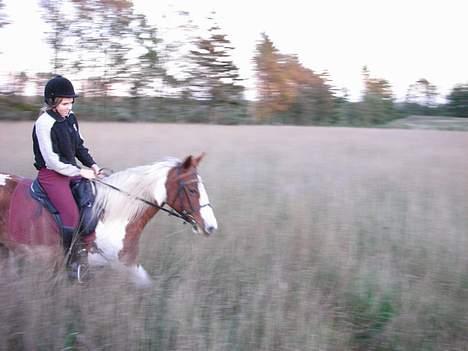 Pinto sara billede 13