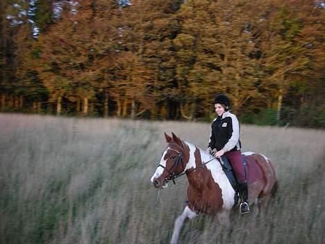 Pinto sara billede 14