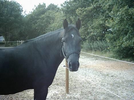 Hollandsk Sportspony Moonlight *SOLGT :´(* - se lige hvor smuk han er... billede 4