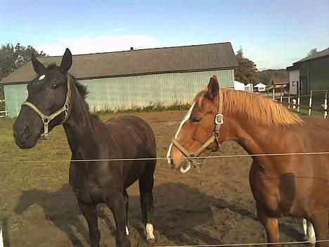 Frederiksborg Lise - DØD d. 27 april 07 - Her er Lise sammen med hendes "lillebror" Zeus. Det er hendes bedste ven! Nu er de begge i himlen sammen. Forhåbentlig på en dejlig stor græsmark, hvor de leger! billede 2