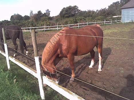 Frederiksborg Lise - DØD d. 27 april 07 - Ihh hvor det altså bare klør :o) billede 3