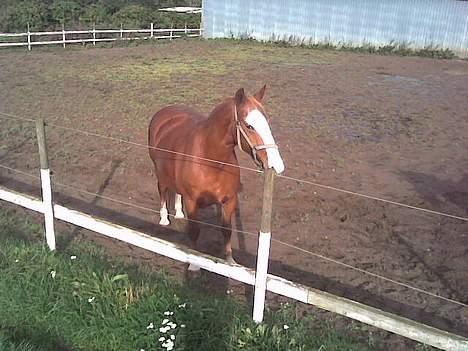 Frederiksborg Lise - DØD d. 27 april 07 - Her er vi lige en tur på løbefolden.. billede 5
