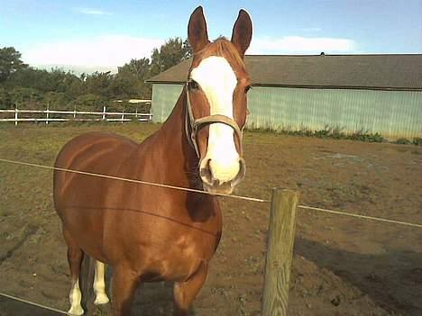 Frederiksborg Lise - DØD d. 27 april 07 - Please! Du har vel noget godt i lommen, ikk?? Er hun ikke smuk? billede 6