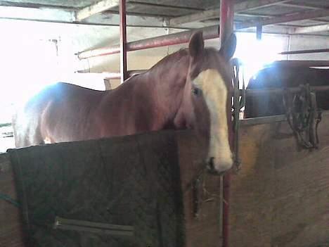 Frederiksborg Lise - DØD d. 27 april 07 - Skal jeg ud på græs nu?? billede 7