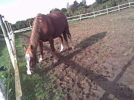 Frederiksborg Lise - DØD d. 27 april 07 - Yes, så havde de andre heste alligevel overset lidt græs! billede 9