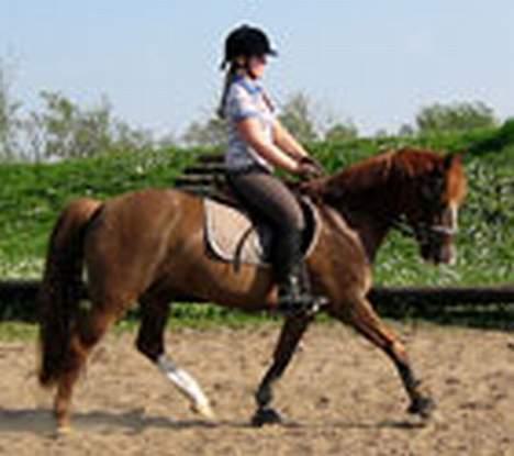 Frederiksborg Lise - DØD d. 27 april 07 - Her er Lises gamle lillebror, der nu er blevet solgt og ejes af Alberte. Han findes også herinde.. Kaldet New Forest Dixie! Vi savner ham sådan <3  billede 10