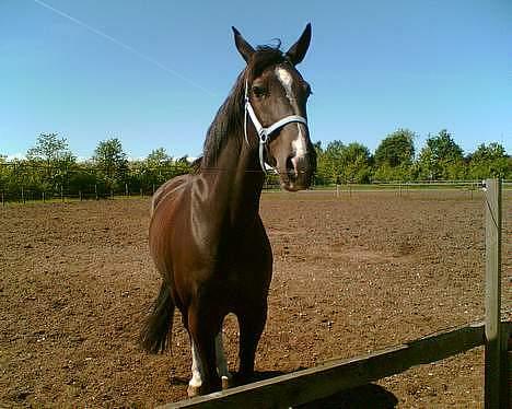 Oldenborg Katcha - :) :) :) :) :) :) billede 1