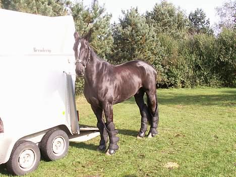 Dansk Varmblod Golden Star billede 7