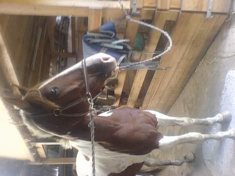 Pinto Kovo -solgt- - Kovo står på staldgangen og ser ud på hestene på marken.   billede 5