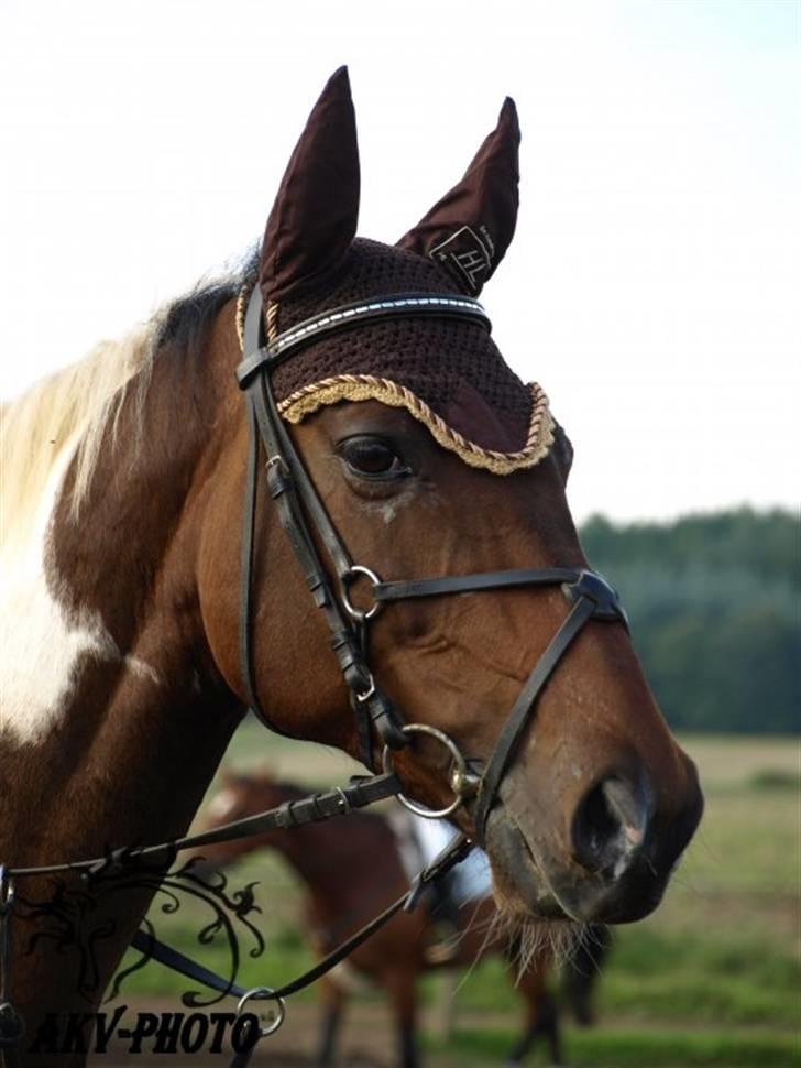 Pinto My Promise - 1# Har fået lov til at bruge billedet! billede 1