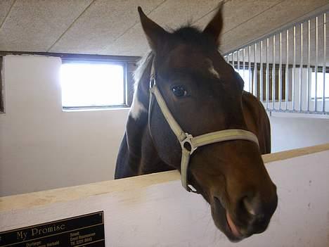 Pinto My Promise - 3# billede 3