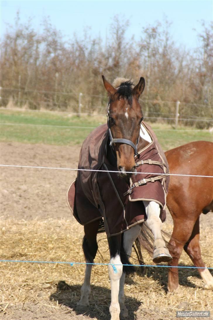 Pinto My Promise - 6#  billede 6