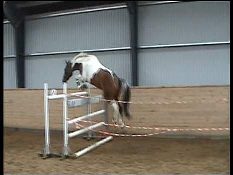 Pinto My Promise - 7# 150 cm (: Han er såå dygtig <33 billede 7