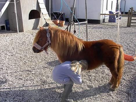 Shetlænder urban  -  Nanna renser hove .. billede 19