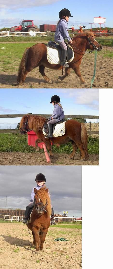 Shetlænder urban  - Mig og Nanna på 4 år. Jaa vi springer jo på høj plan :p *GG* billede 20